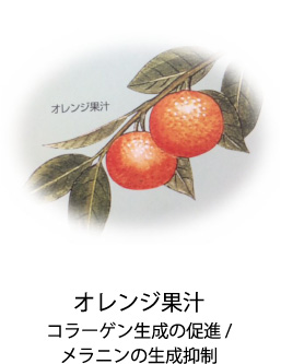 オレンジ果汁｜コラーゲン生成の促進/メラニンの生成抑制
